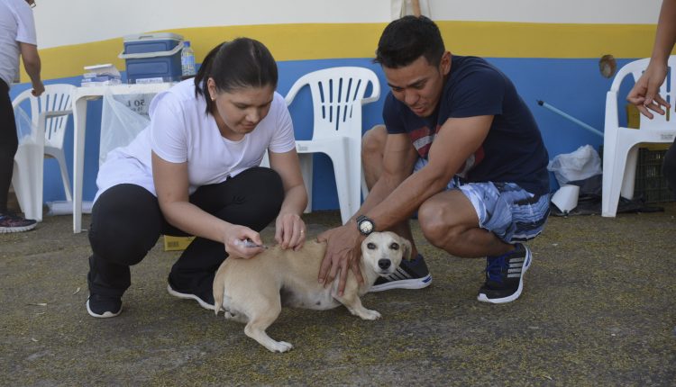 Jaguariúna se destaca entre as melhores do Brasil no ranking Cidade Amiga dos Animais