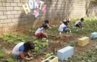 Escola municipal Adone Bonetti ganha horta e alunos aprendem a cultivar