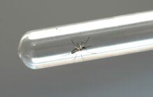 Casos de dengue caem 77% em Jaguariúna